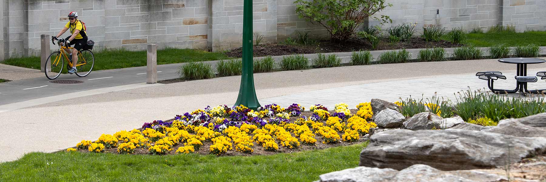 A cyclist rides along the path near the IU Auditorium and IU Cinema.