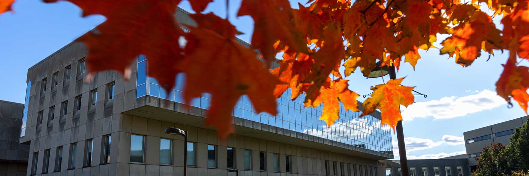 Fall foliage outside the University Library on the IU Indianapolis campus